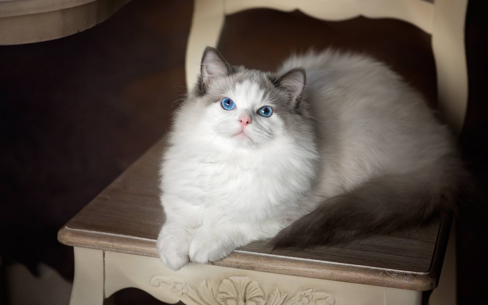 Обои кошка, взгляд, стул, голубые глаза, рэгдолл, cat, look, chair, blue eyes, ragdoll разрешение 1920x1448 Загрузить