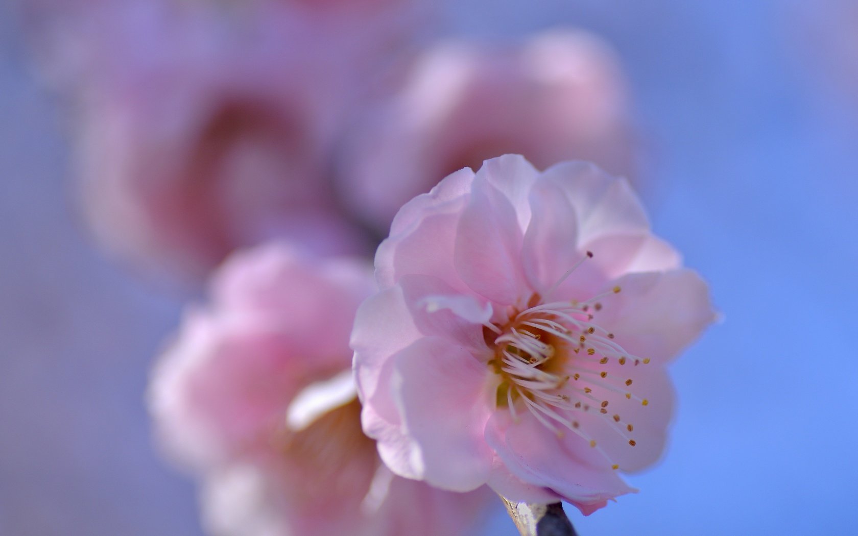 Обои природа, цветение, лепестки, весна, сакура, nature, flowering, petals, spring, sakura разрешение 3000x2140 Загрузить
