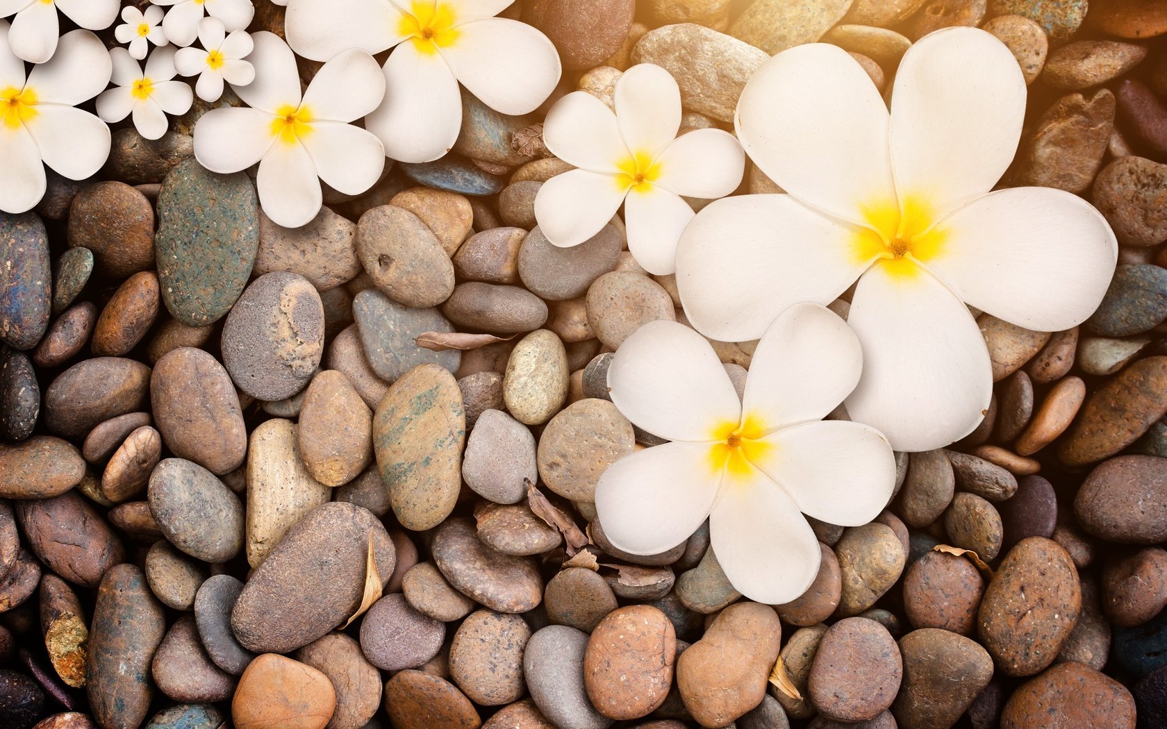 Обои цветы, природа, камни, макро, белая, дерева,  цветы, плюмерия, flowers, nature, stones, macro, white, wood, plumeria разрешение 3504x2400 Загрузить