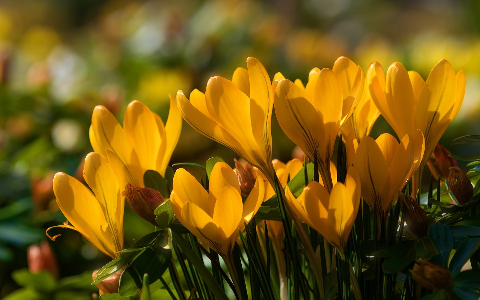 Обои цветы, весна, желтые, крокусы, шафран, flowers, spring, yellow, crocuses, saffron разрешение 5906x3937 Загрузить