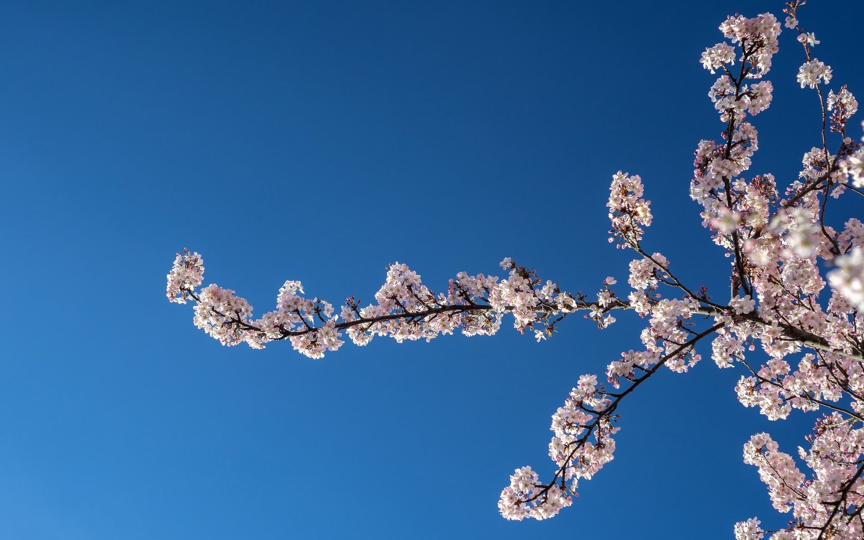 Обои небо, природа, цветение, ветки, весна, вишня, the sky, nature, flowering, branches, spring, cherry разрешение 2048x1365 Загрузить