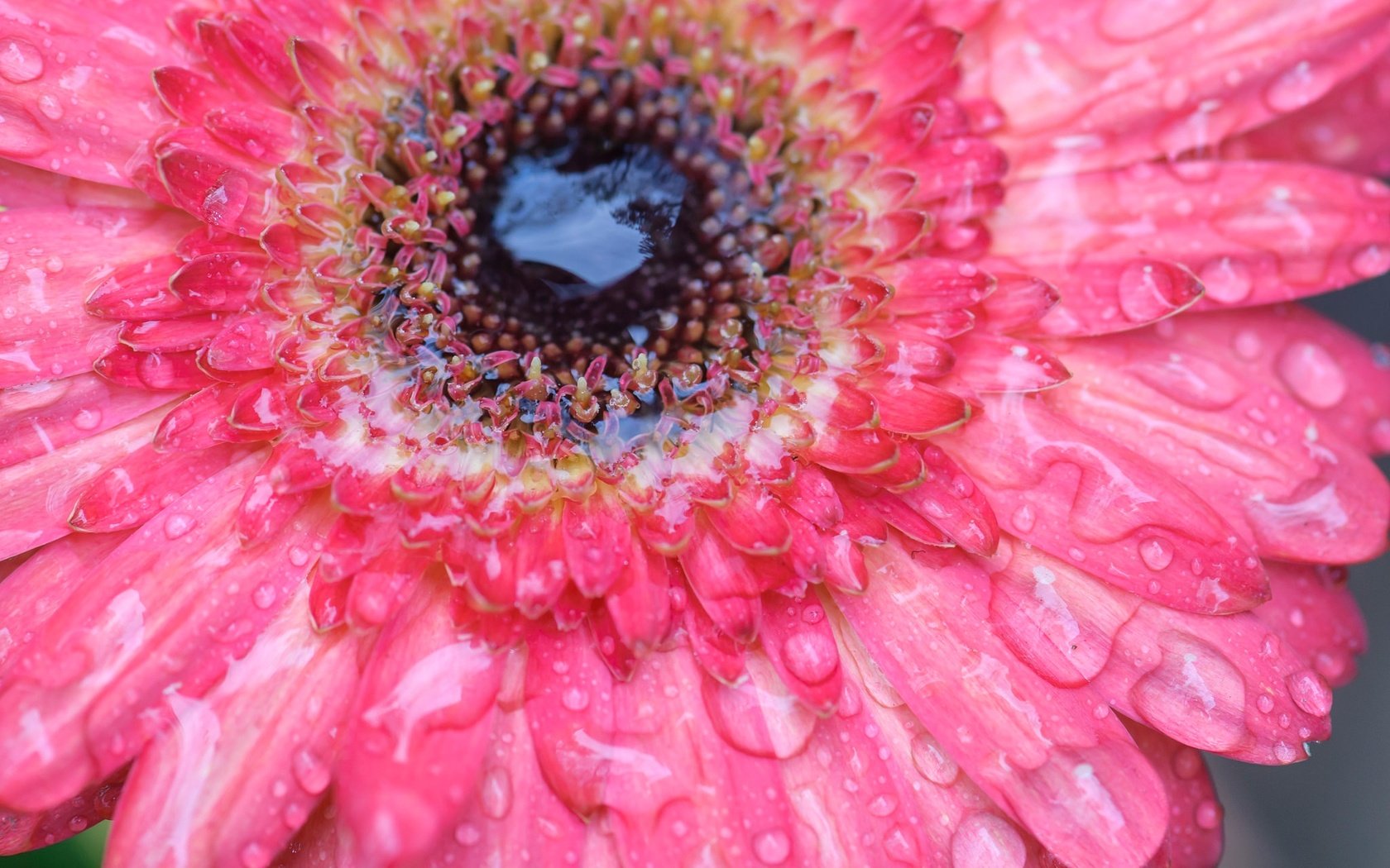 Обои вода, цветок, роса, капли, лепестки, гербера, water, flower, rosa, drops, petals, gerbera разрешение 2048x1360 Загрузить