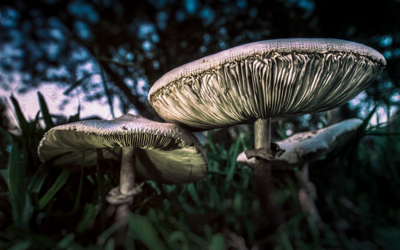 Обои трава, природа, макро, грибы, grass, nature, macro, mushrooms разрешение 4675x3120 Загрузить