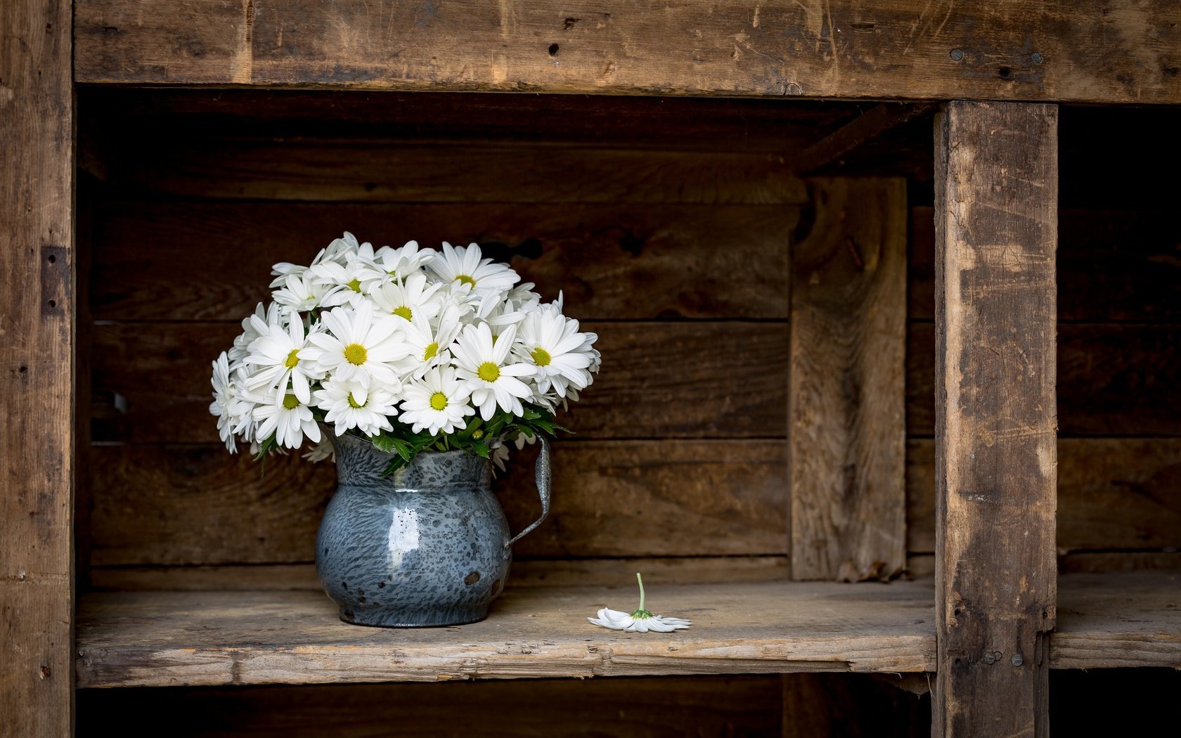 Обои цветы, фон, ромашки, букет, кувшин, flowers, background, chamomile, bouquet, pitcher разрешение 2048x1365 Загрузить