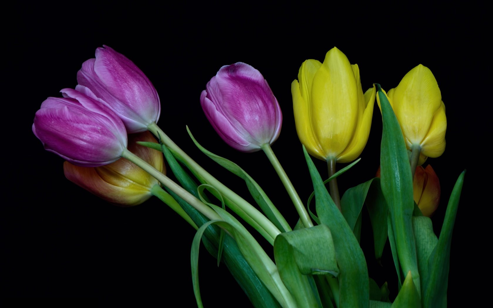 Обои цветы, бутоны, разноцветные, весна, тюльпаны, flowers, buds, colorful, spring, tulips разрешение 3600x2400 Загрузить