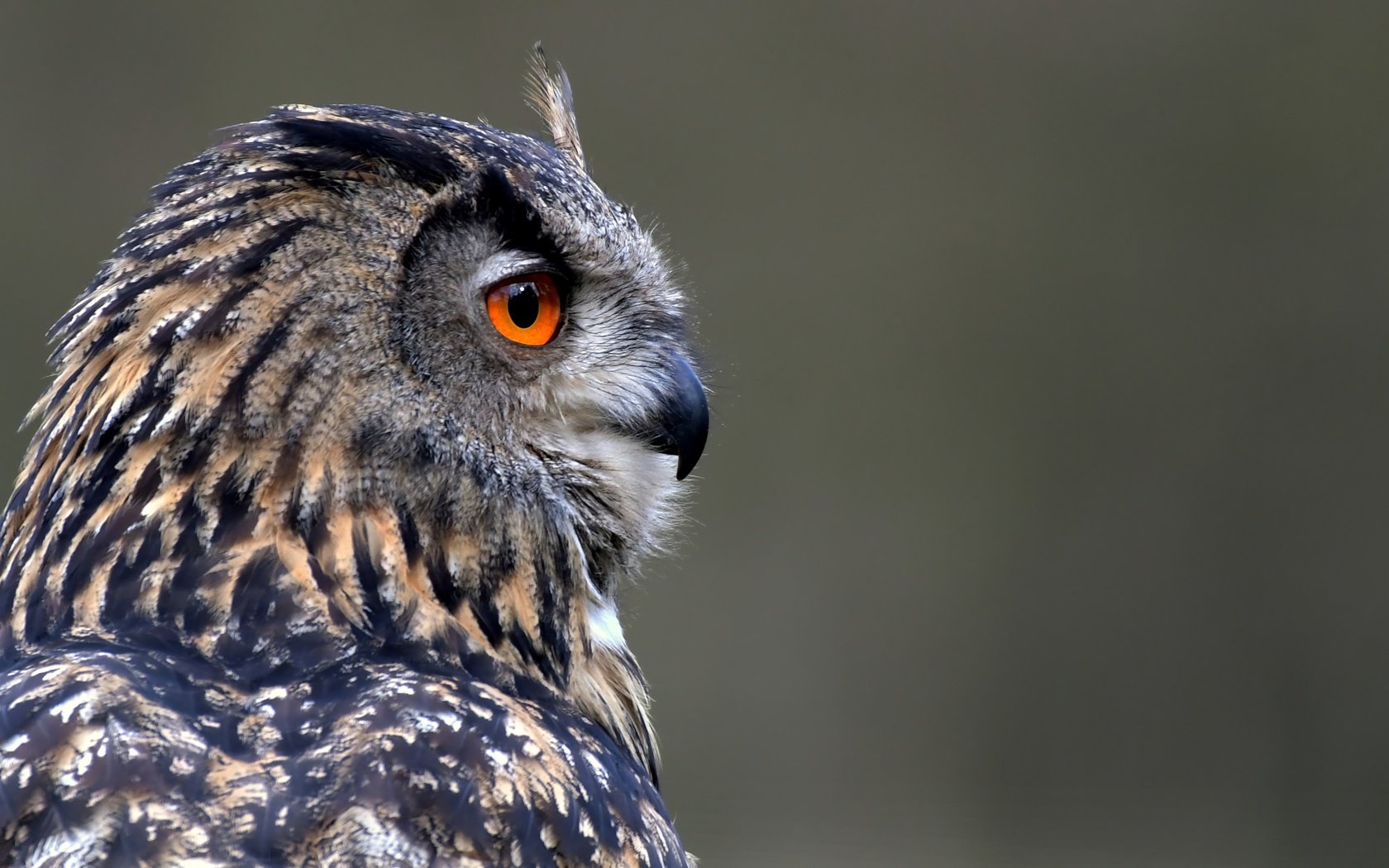 Обои сова, фон, профиль, птица, клюв, перья, owl, background, profile, bird, beak, feathers разрешение 3730x2105 Загрузить