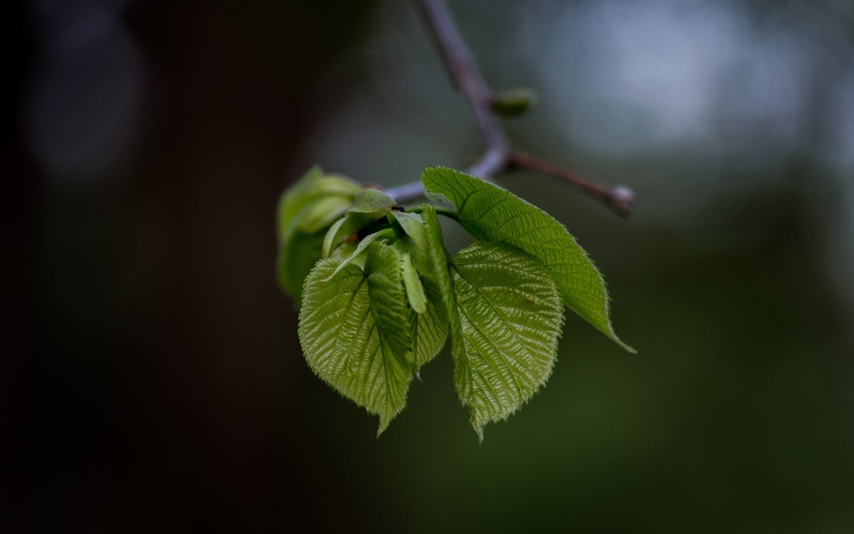 Обои ветка, природа, листья, фон, размытость, зеленые, branch, nature, leaves, background, blur, green разрешение 1920x1080 Загрузить