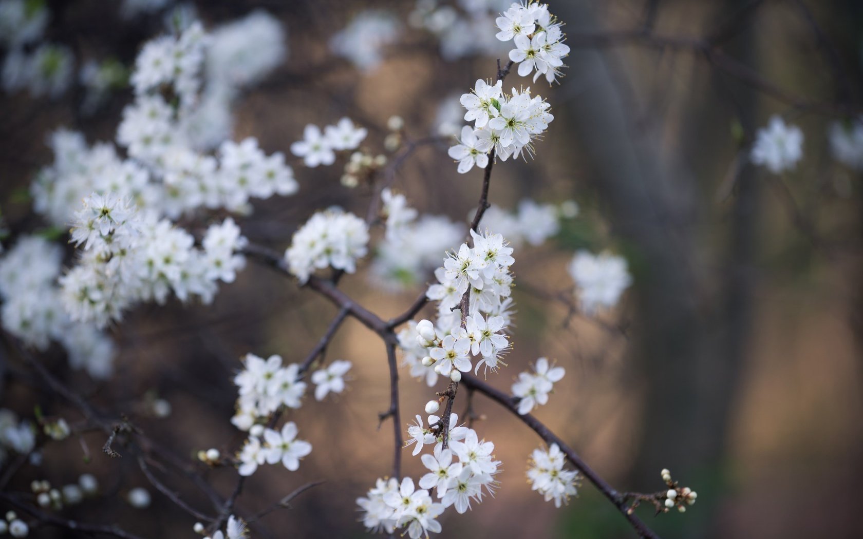 Обои цветы, цветение, ветки, весна, белые, flowers, flowering, branches, spring, white разрешение 2048x1367 Загрузить