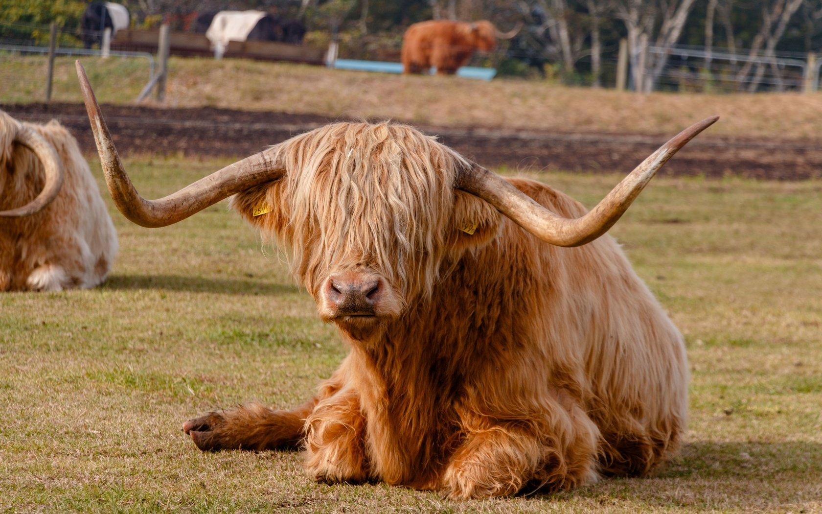 Обои животное, рога, корова, хайленд, animal, horns, cow, highland разрешение 3840x2560 Загрузить