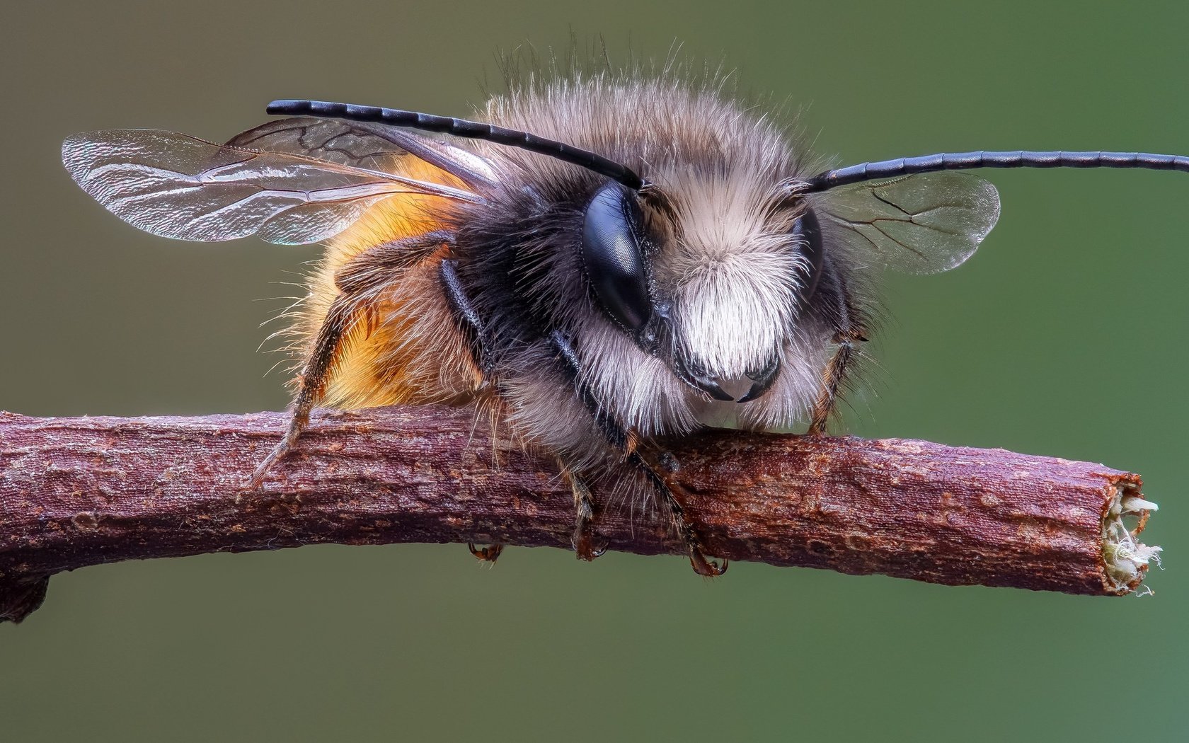 Обои ветка, макро, насекомое, усы, крылья, пчела, мегахилида, branch, macro, insect, mustache, wings, bee, megachilid разрешение 2048x1130 Загрузить