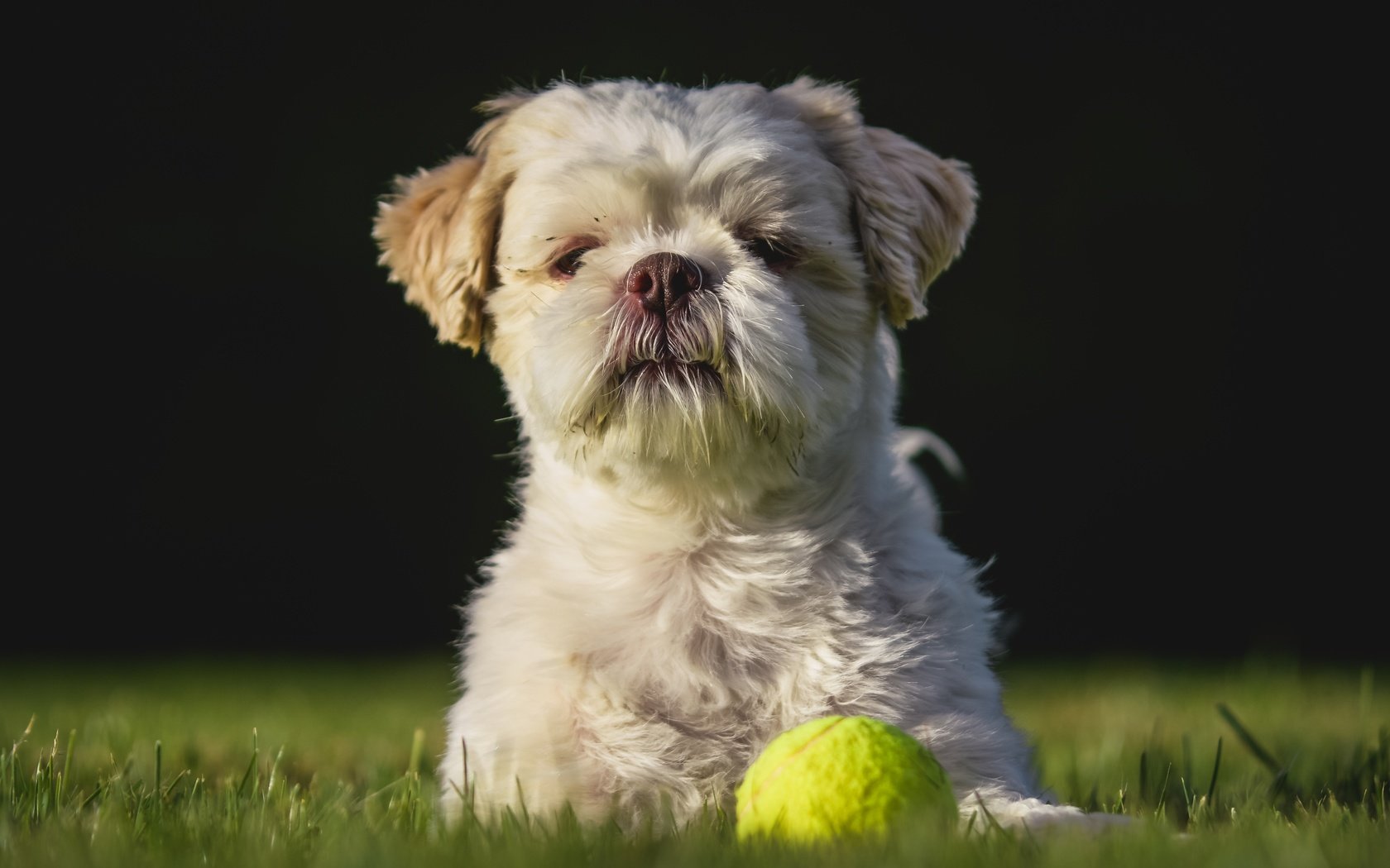 Обои взгляд, собака, игра, друг, лужайка, мячик, ши-тцу, look, dog, the game, each, lawn, the ball, shih tzu разрешение 5029x3353 Загрузить