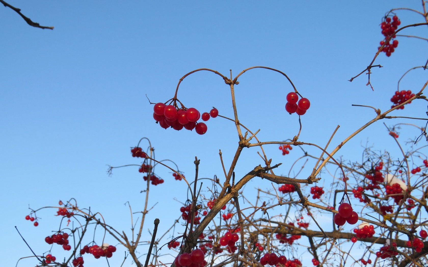 Обои небо, ветки, ягоды, куст, калина, the sky, branches, berries, bush, kalina разрешение 4000x3000 Загрузить