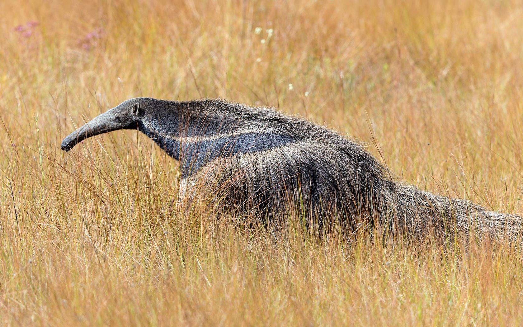 Обои трава, природа, животные, муравьед, grass, nature, animals, anteater разрешение 1920x1080 Загрузить