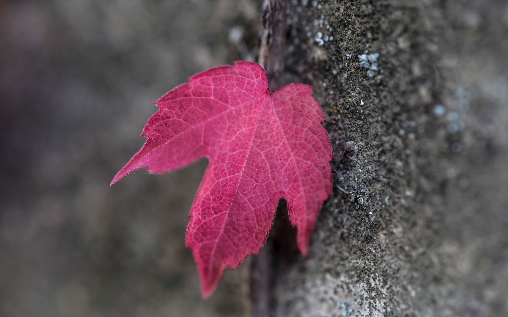 Обои дерево, макро, осень, лист, кора, красный лист, tree, macro, autumn, sheet, bark, red leaf разрешение 2047x1265 Загрузить