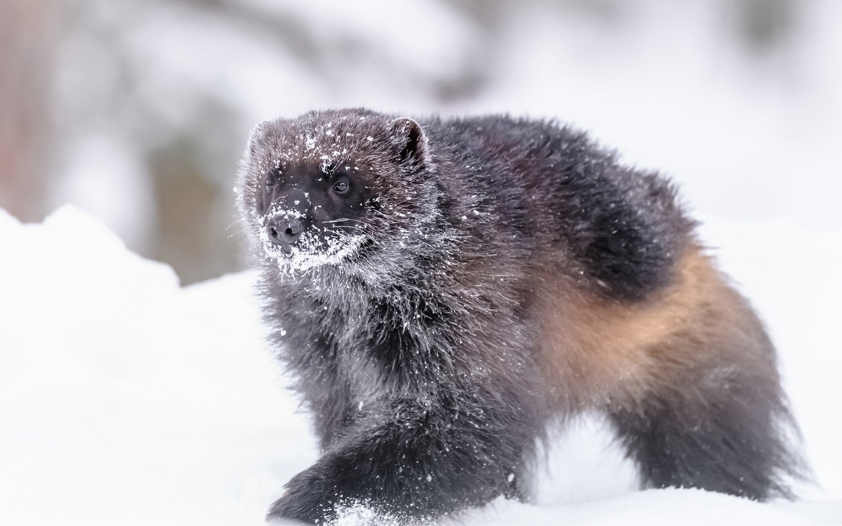 Обои снег, зима, животное, росомаха, snow, winter, animal, wolverine разрешение 5156x3200 Загрузить