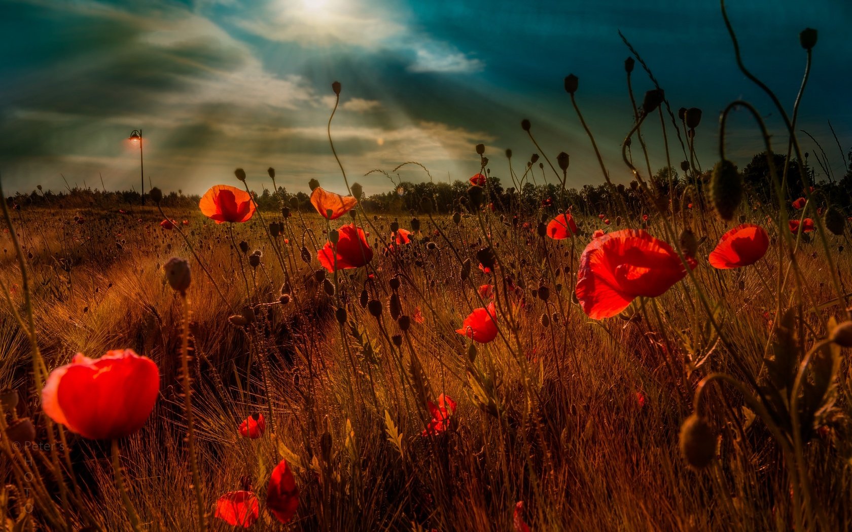 Обои небо, цветы, облака, вечер, поле, маки, the sky, flowers, clouds, the evening, field, maki разрешение 2048x1363 Загрузить