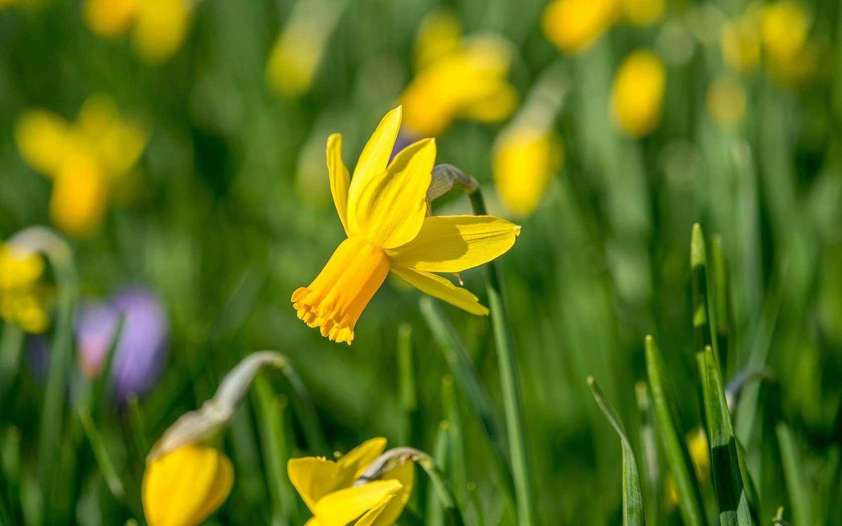 Обои цветы, желтый, весна, нарцисс, flowers, yellow, spring, narcissus разрешение 2048x1366 Загрузить