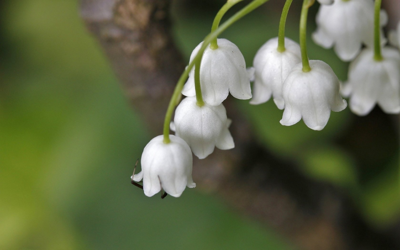 Обои цветы, ландыши, весна, боке, flowers, lilies of the valley, spring, bokeh разрешение 1920x1279 Загрузить