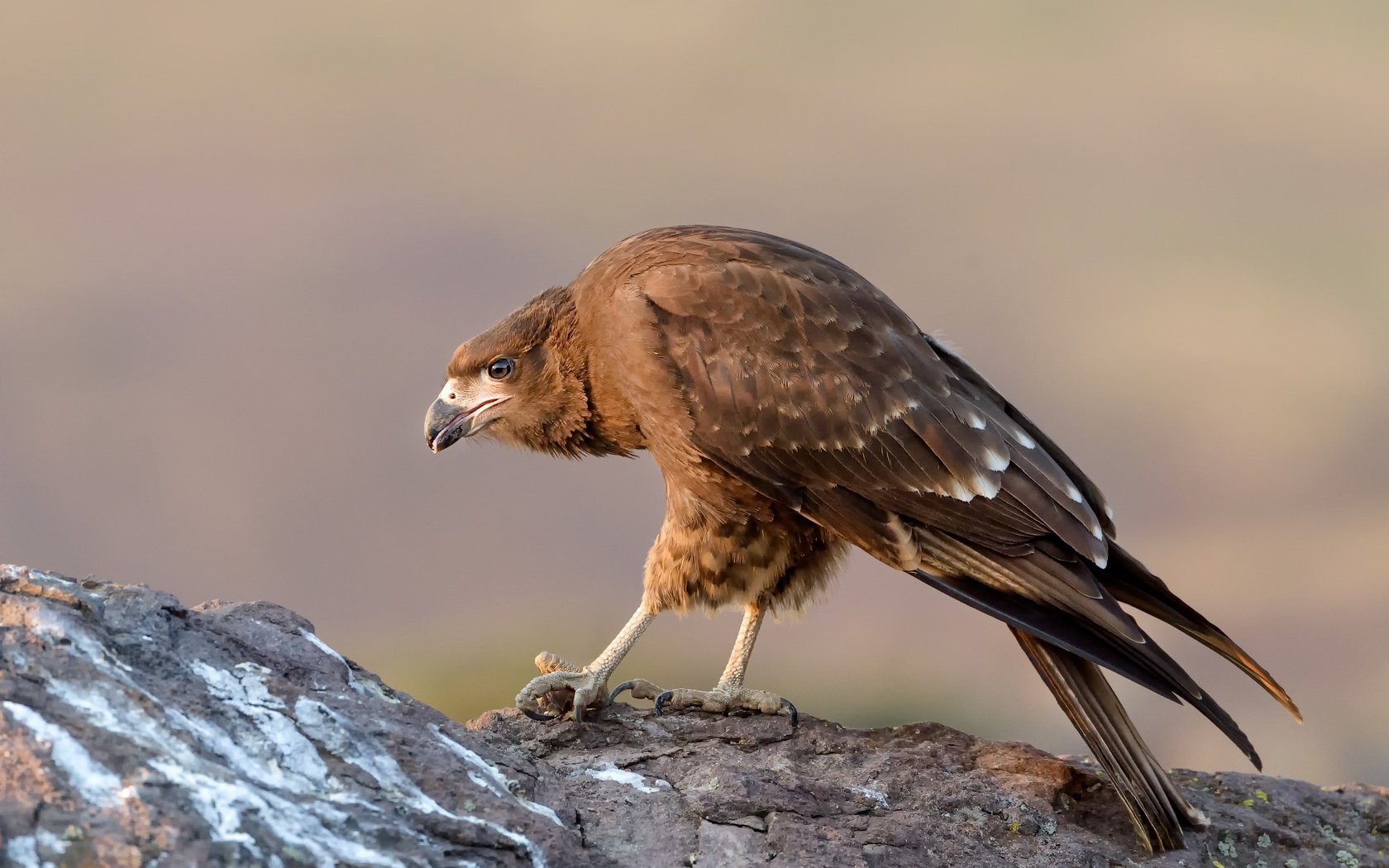 Обои природа, птица, клюв, перья, горная каракара, хищная птица, nature, bird, beak, feathers, mountain caracara, bird of prey разрешение 2500x1664 Загрузить