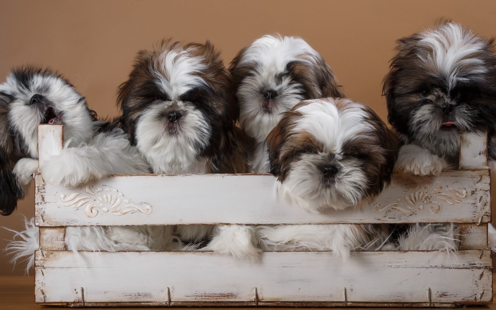 Обои щенки, собаки, ящик, ши-тцу, ши-тцу., puppies, dogs, box, shih tzu, shih tzu. разрешение 2400x1399 Загрузить