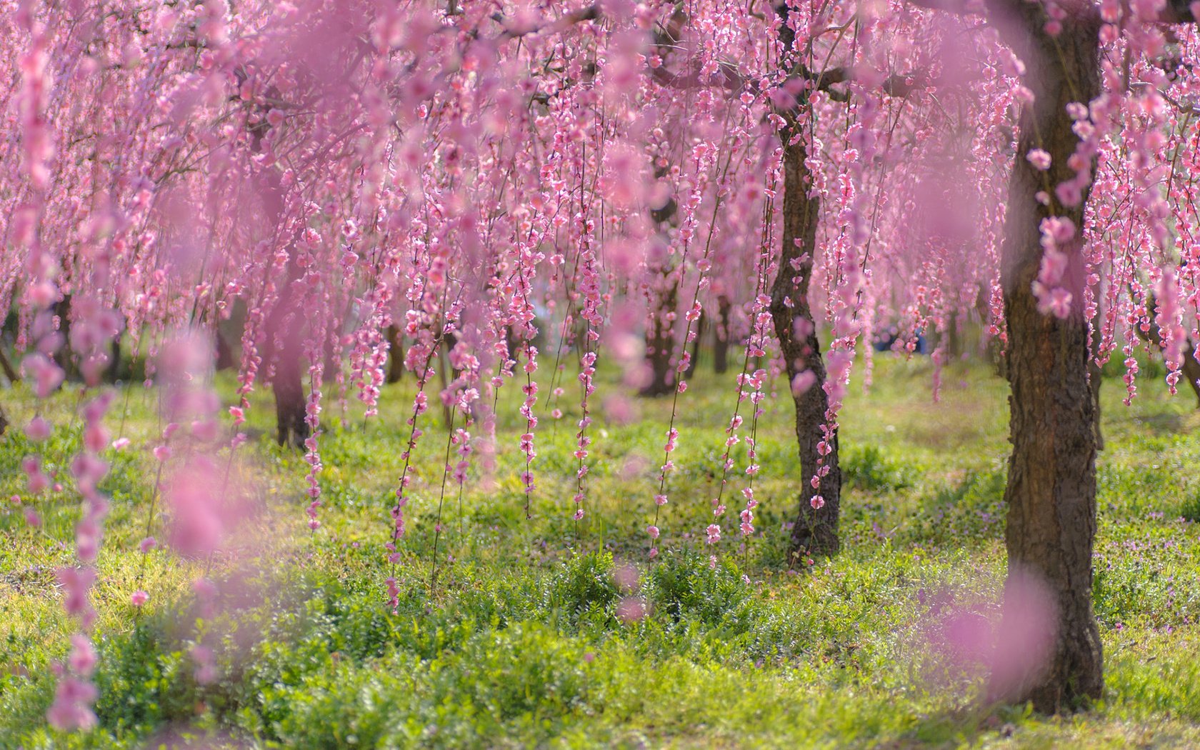 Обои деревья, цветение, ветки, весна, сакура, trees, flowering, branches, spring, sakura разрешение 1920x1200 Загрузить