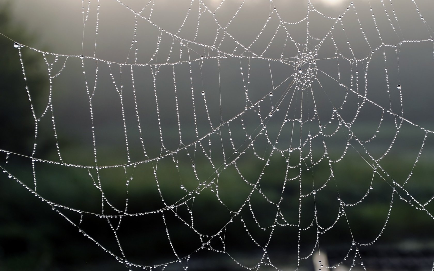 Обои природа, макро, фон, капли, паутина, nature, macro, background, drops, web разрешение 1920x1200 Загрузить