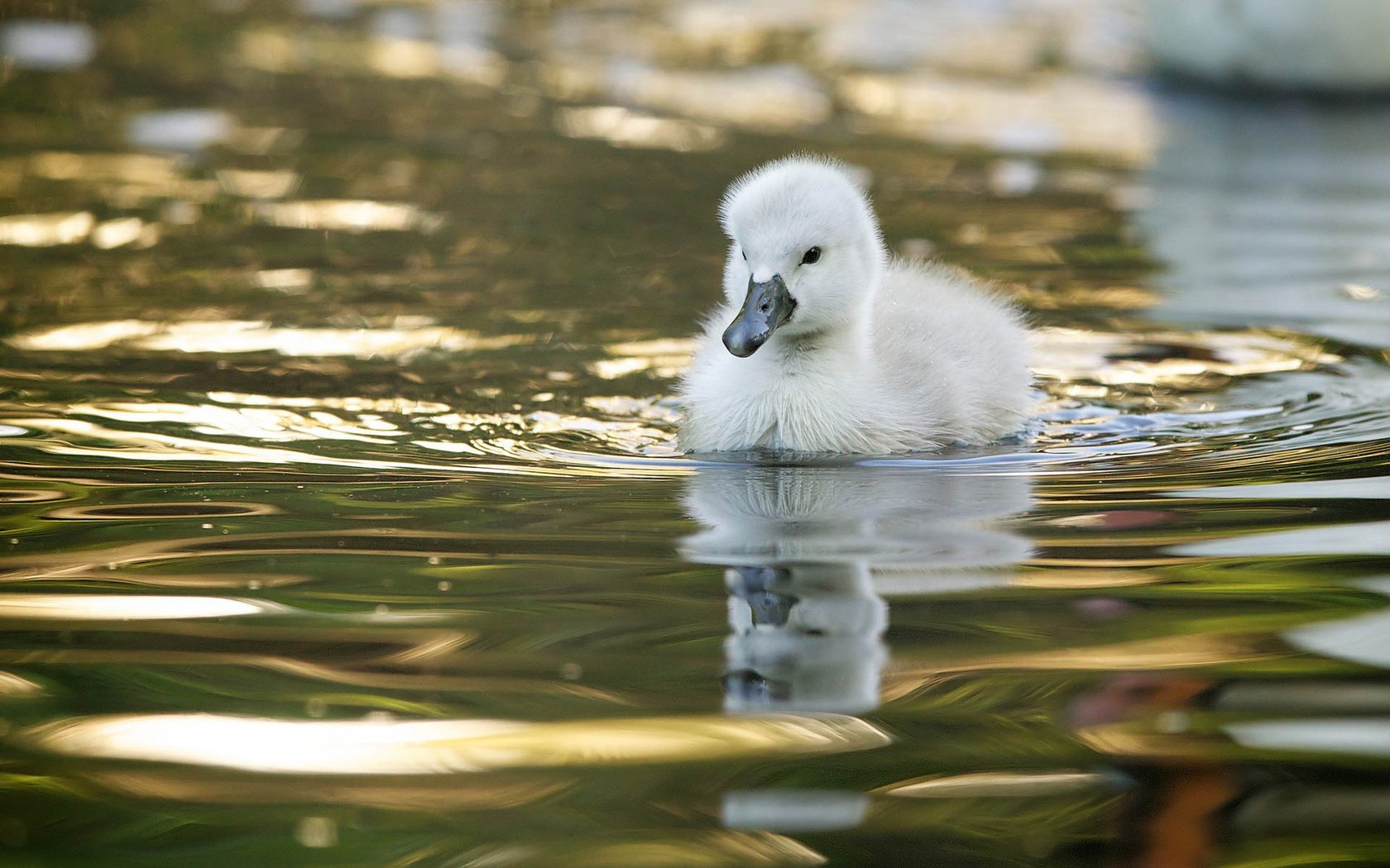 Обои вода, птенец, отражение, птица, малыш, лебедь, лебедёнок, water, chick, reflection, bird, baby, swan, lebedenko разрешение 1920x1200 Загрузить