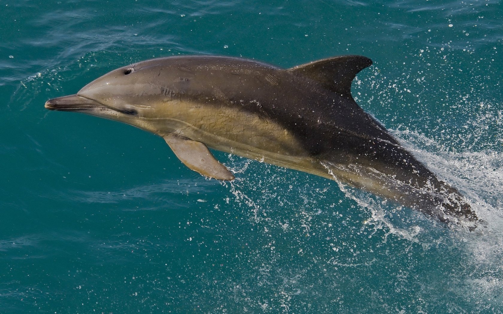 Обои вода, дельфин, афалина, белобочка, water, dolphin разрешение 2048x1345 Загрузить