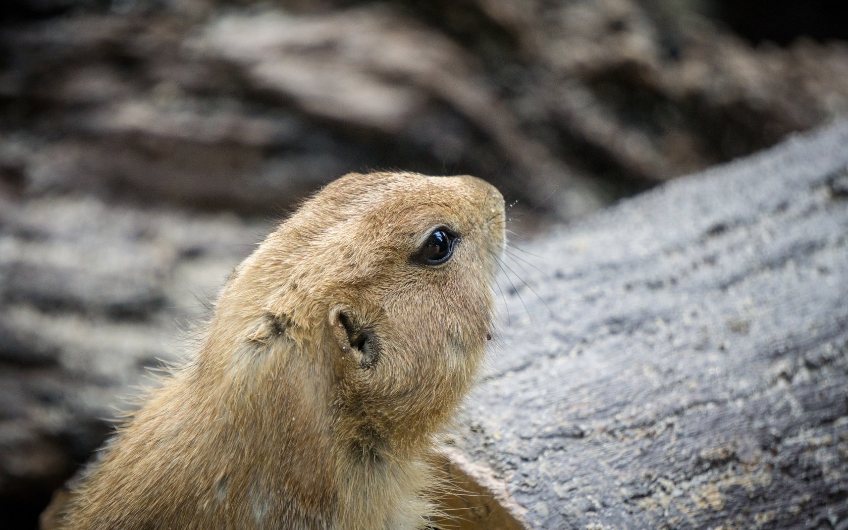 Обои мордочка, профиль, животное, грызун, луговая собачка, muzzle, profile, animal, rodent, prairie dog разрешение 6000x4000 Загрузить