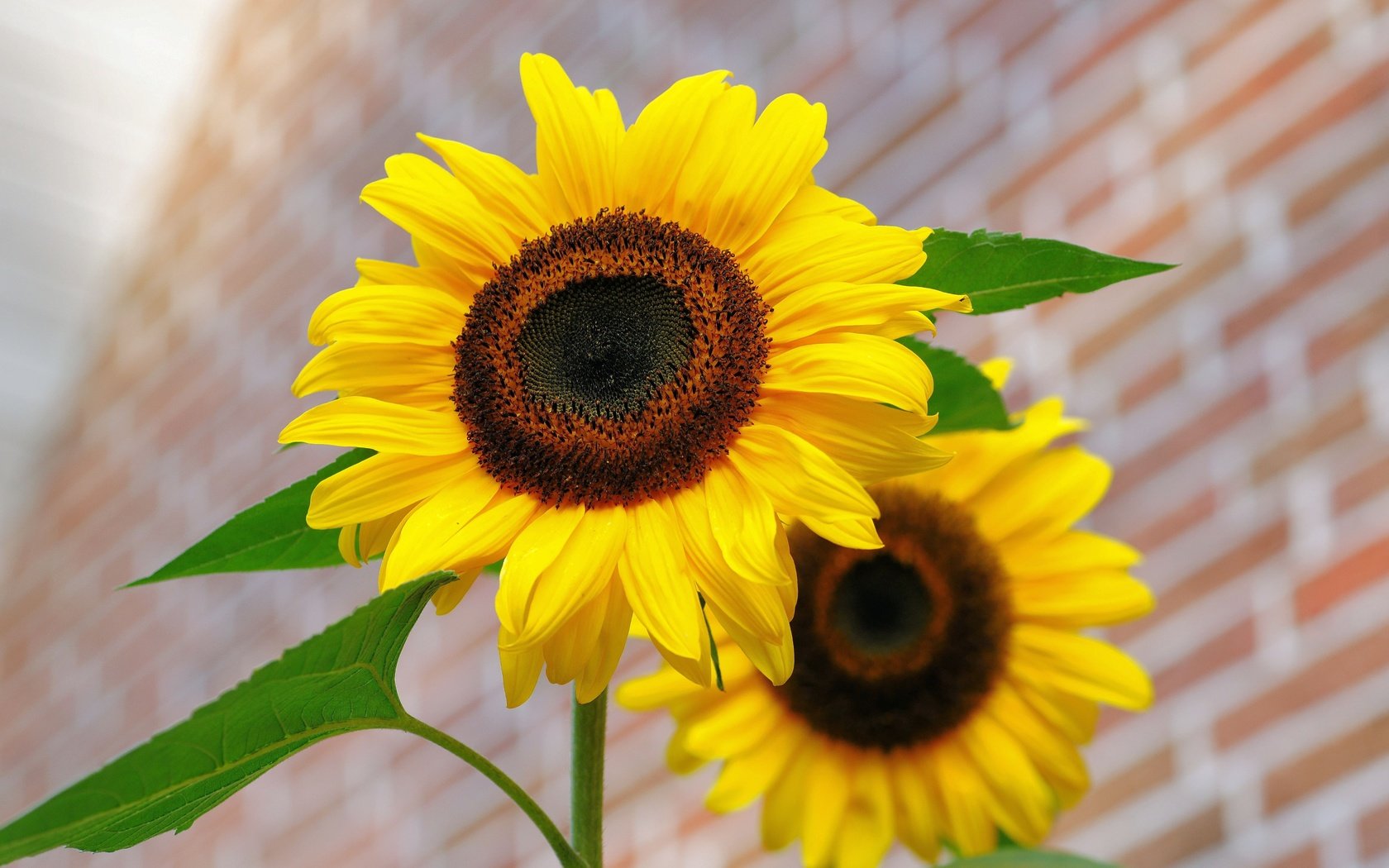 Обои цветы, лепестки, подсолнухи, желтые, flowers, petals, sunflowers, yellow разрешение 6048x4032 Загрузить