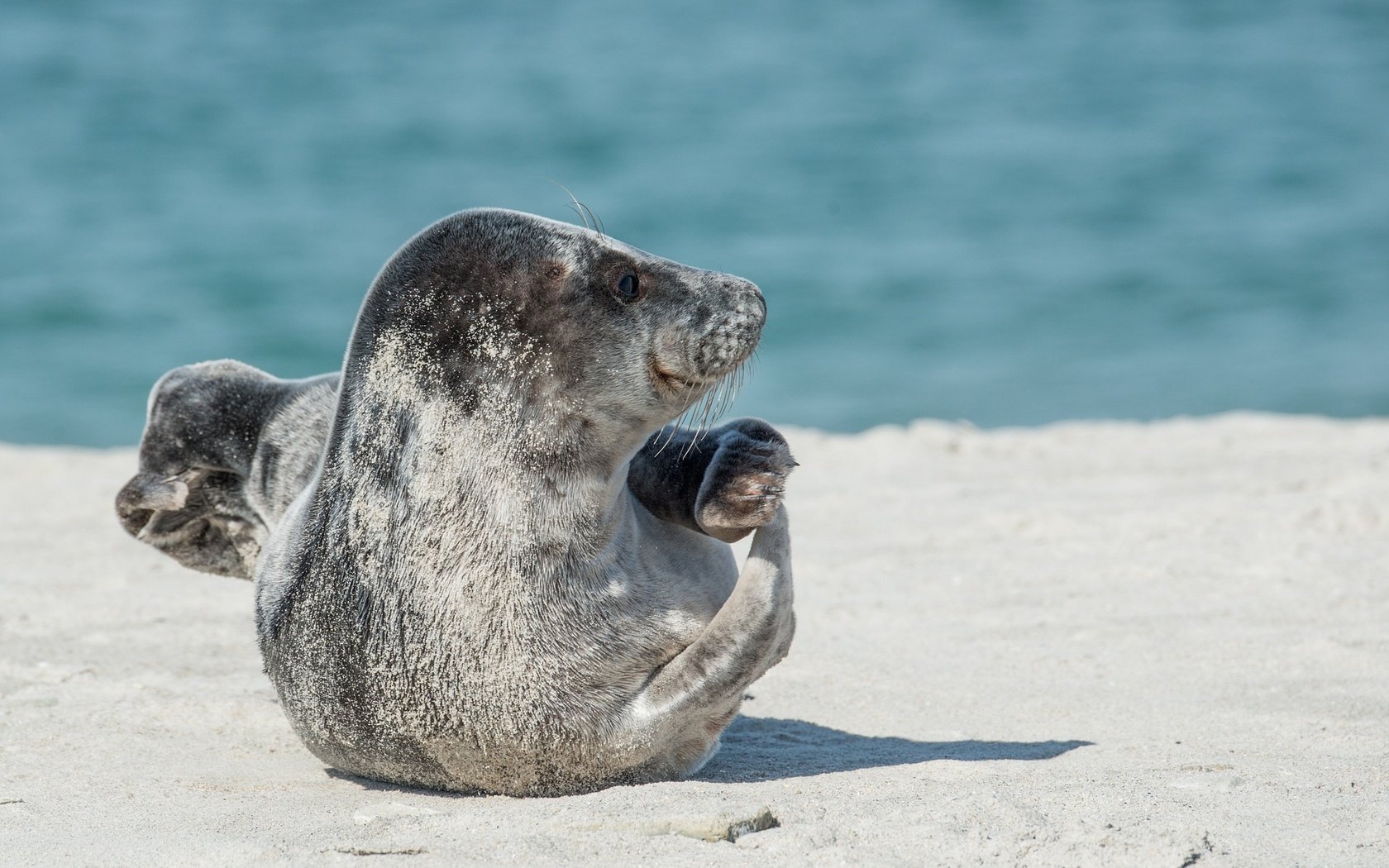 Обои тюлень, дикая природа, морской котик, ласты, seal, wildlife, navy seal, fins разрешение 1920x1281 Загрузить