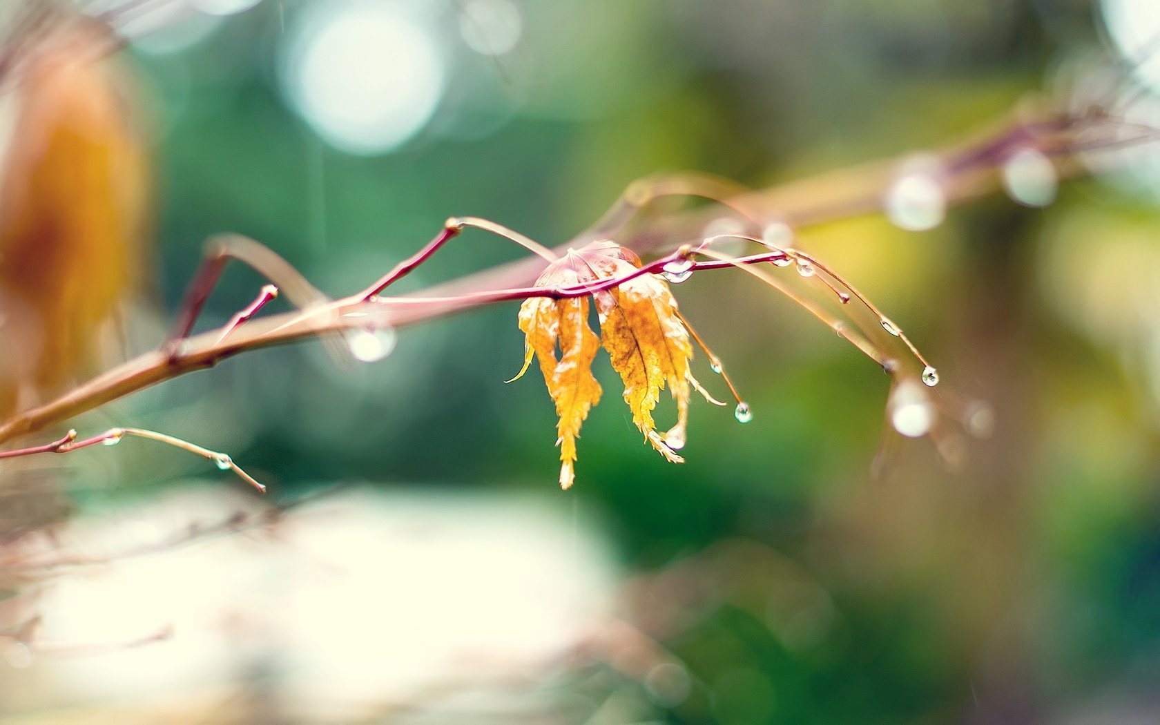 Обои ветка, природа, макро, капли, листок, осень, branch, nature, macro, drops, leaf, autumn разрешение 2560x1600 Загрузить