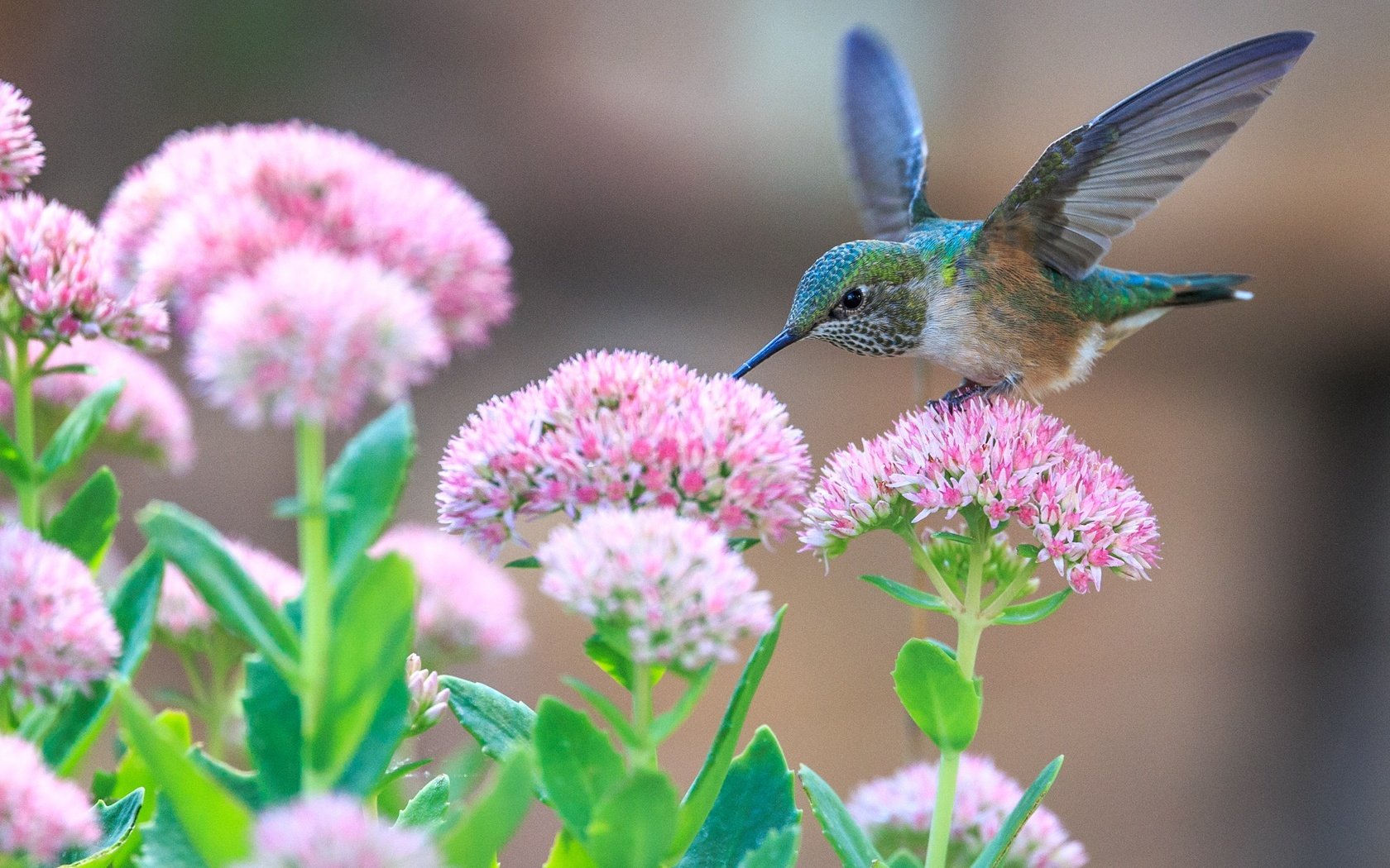 Обои цветы, крылья, птица, клюв, перья, колибри, крыдья, flowers, wings, bird, beak, feathers, hummingbird разрешение 2658x1772 Загрузить