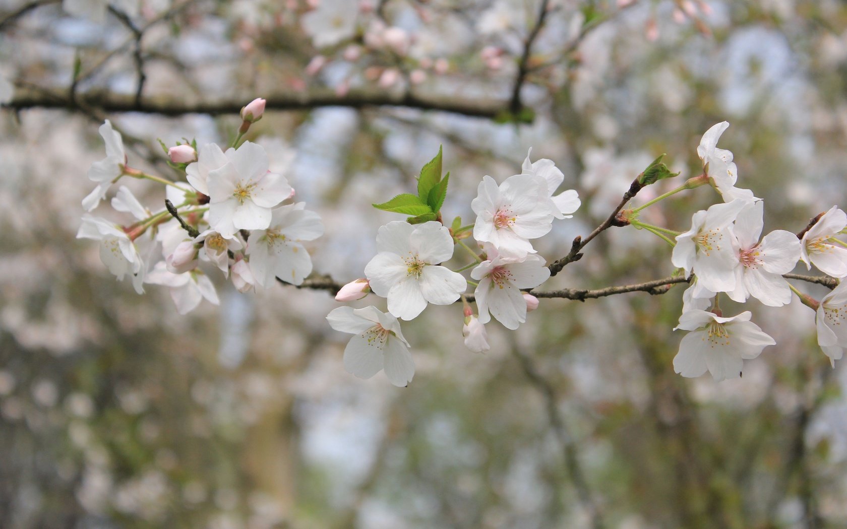 Обои природа, цветение, ветки, весна, боке, nature, flowering, branches, spring, bokeh разрешение 3840x2560 Загрузить