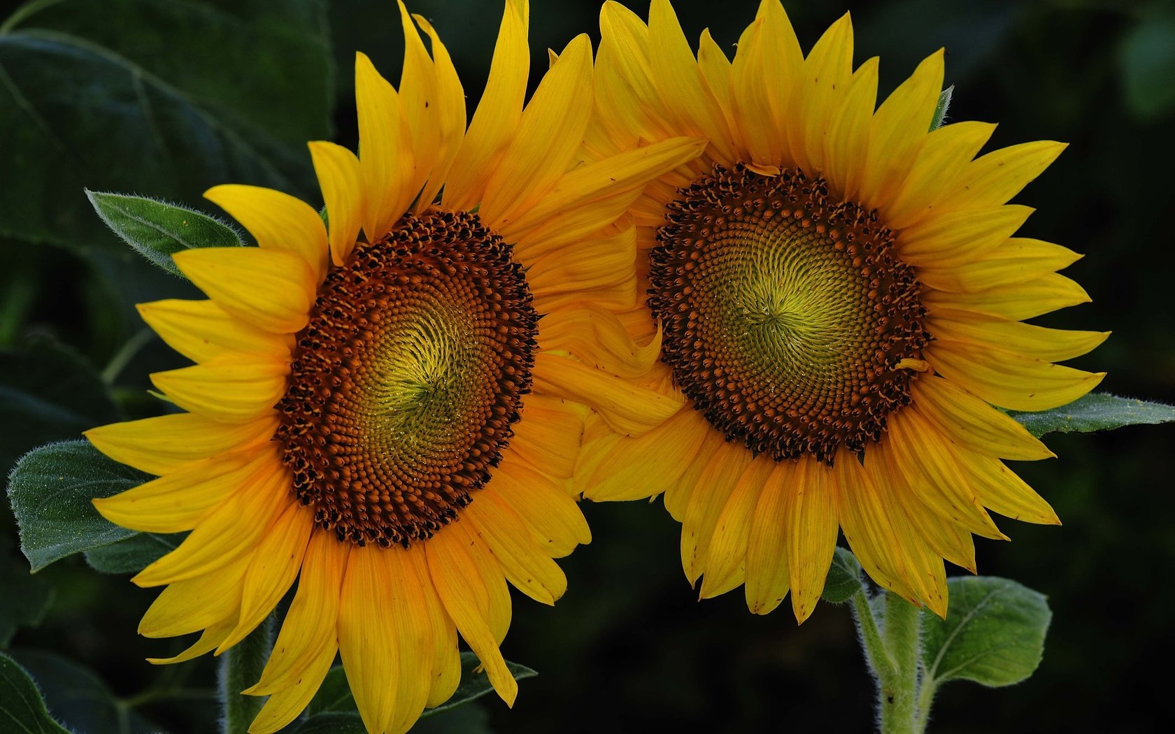 Обои цветы, листья, лепестки, подсолнухи, flowers, leaves, petals, sunflowers разрешение 4256x2832 Загрузить