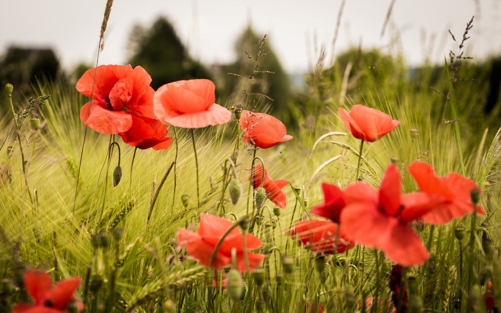 Обои цветы, трава, поле, лепестки, красные, маки, flowers, grass, field, petals, red, maki разрешение 2048x1260 Загрузить