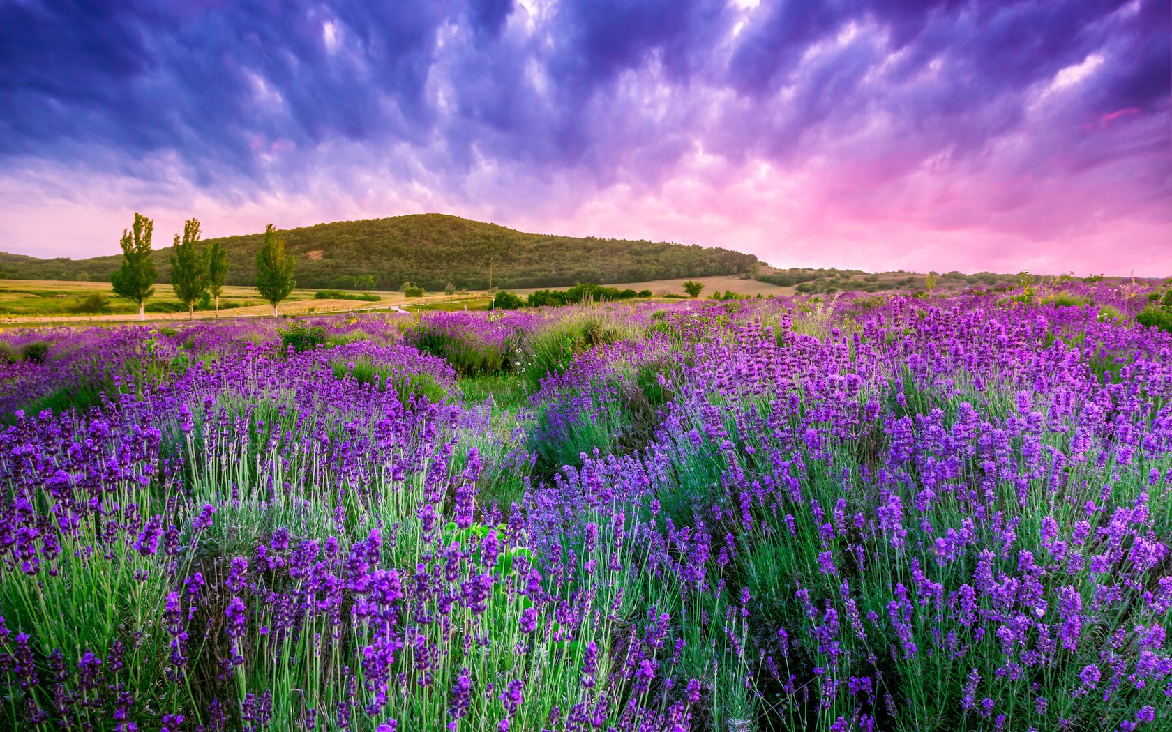 Обои небо, облака, природа, лаванда, холм,  цветы, the sky, clouds, nature, lavender, hill, flowers разрешение 4752x3168 Загрузить