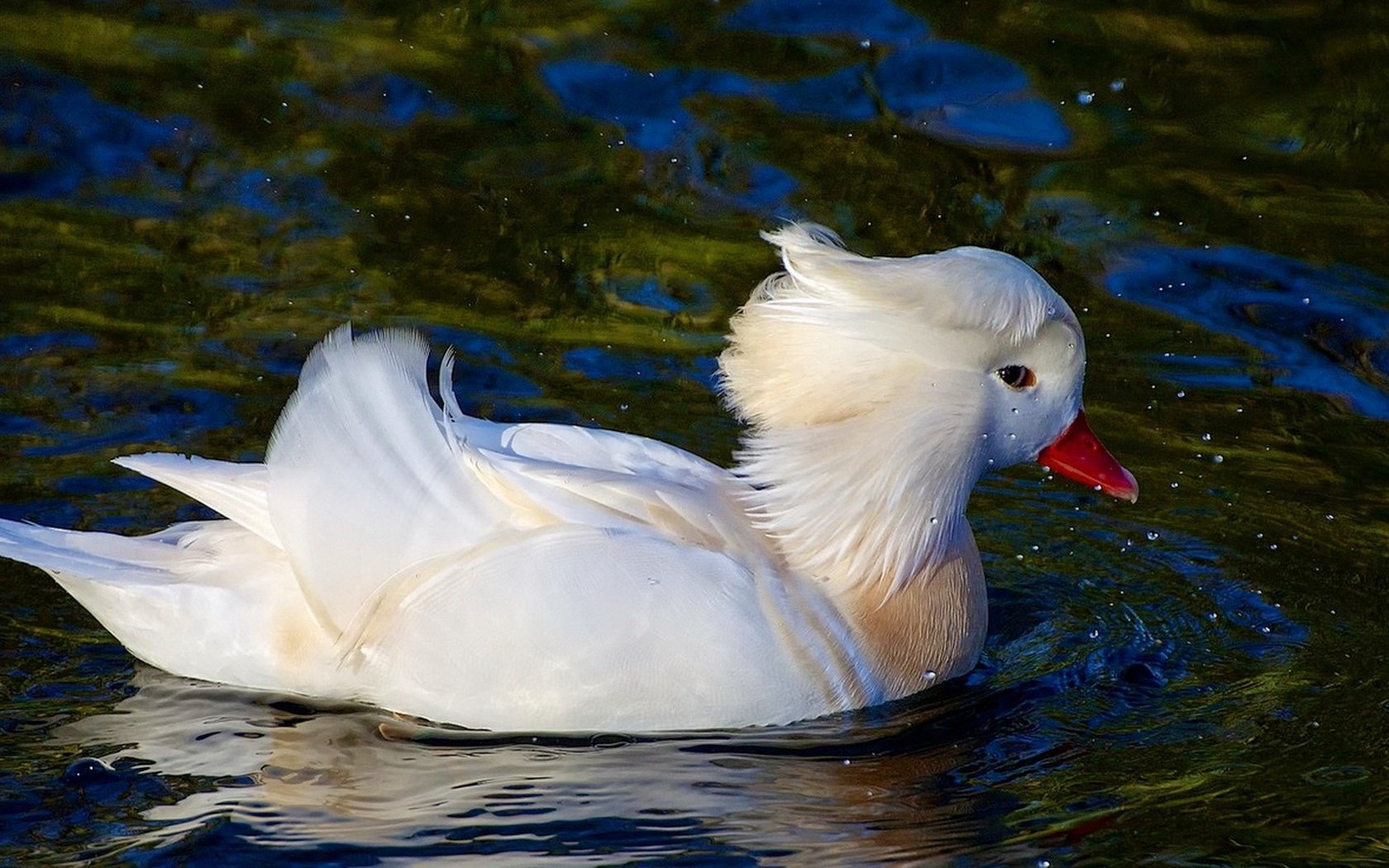 Обои вода, отражение, птица, клюв, перья, утка, плывет, water, reflection, bird, beak, feathers, duck, floats разрешение 1920x1086 Загрузить