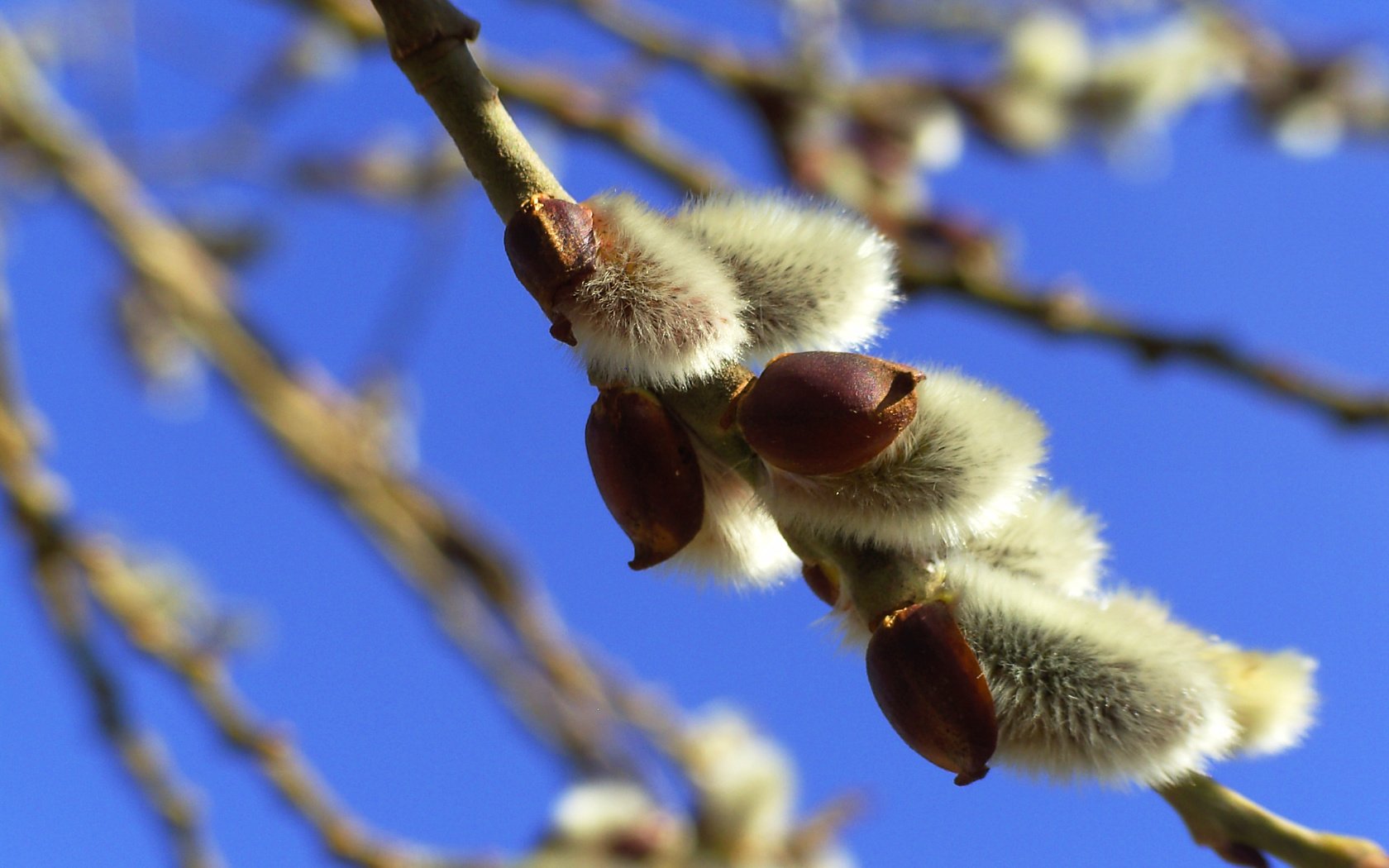 Обои небо, ветка, природа, весна, верба, the sky, branch, nature, spring, verba разрешение 2560x1708 Загрузить