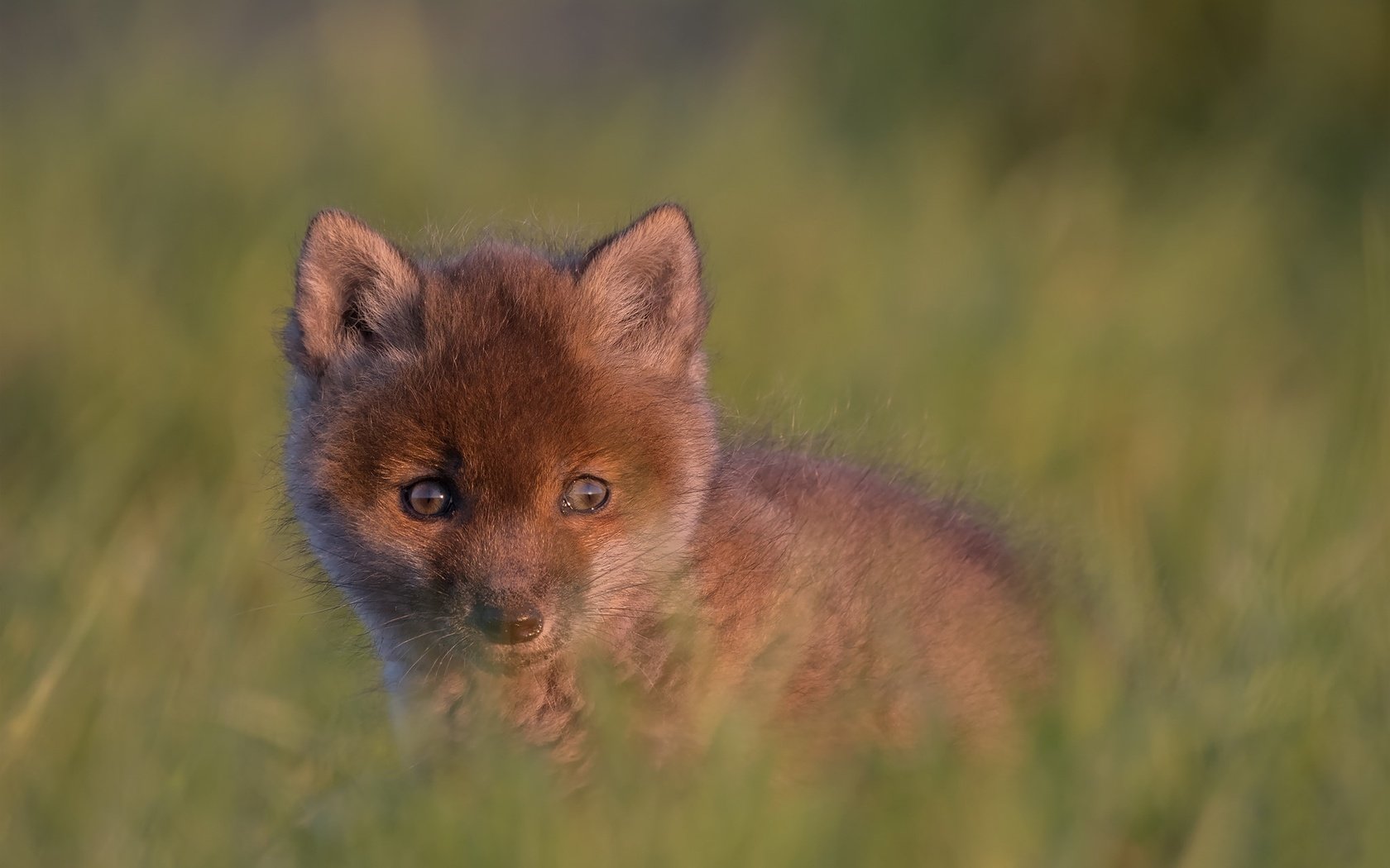 Обои взгляд, малыш, детеныш, боке, лисенок, look, baby, cub, bokeh, fox разрешение 2048x1365 Загрузить