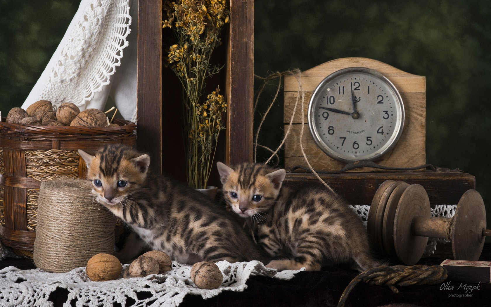 Обои кошки, котята, натюрморт, бенгальская кошка, cats, kittens, still life, bengal cat разрешение 2560x1600 Загрузить