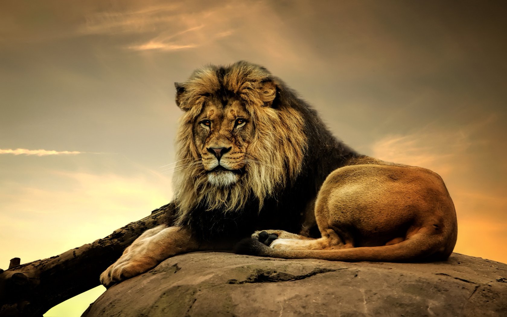 Обои морда, взгляд, хищник, лев, дикая кошка, face, look, predator, leo, wild cat разрешение 2560x1599 Загрузить