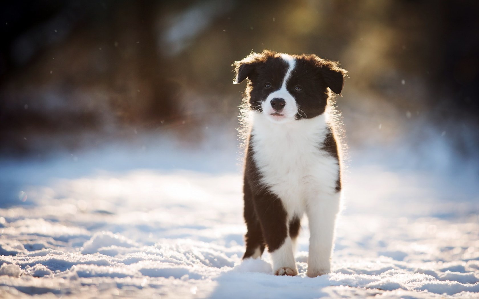 Обои снег, зима, взгляд, собака, щенок, бордер-колли, snow, winter, look, dog, puppy, the border collie разрешение 1920x1200 Загрузить