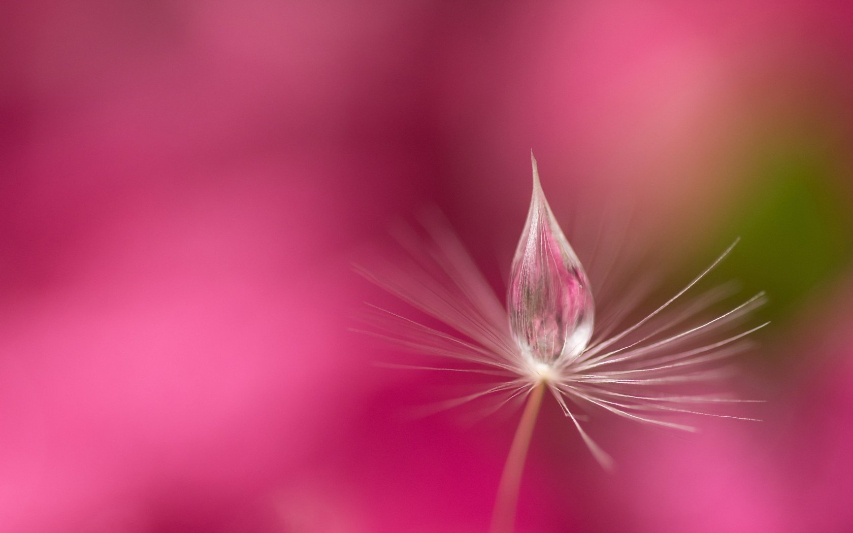 Обои вода, природа, роса, капля, розовый фон, былинка, water, nature, rosa, drop, pink background, blade of grass разрешение 6000x3760 Загрузить