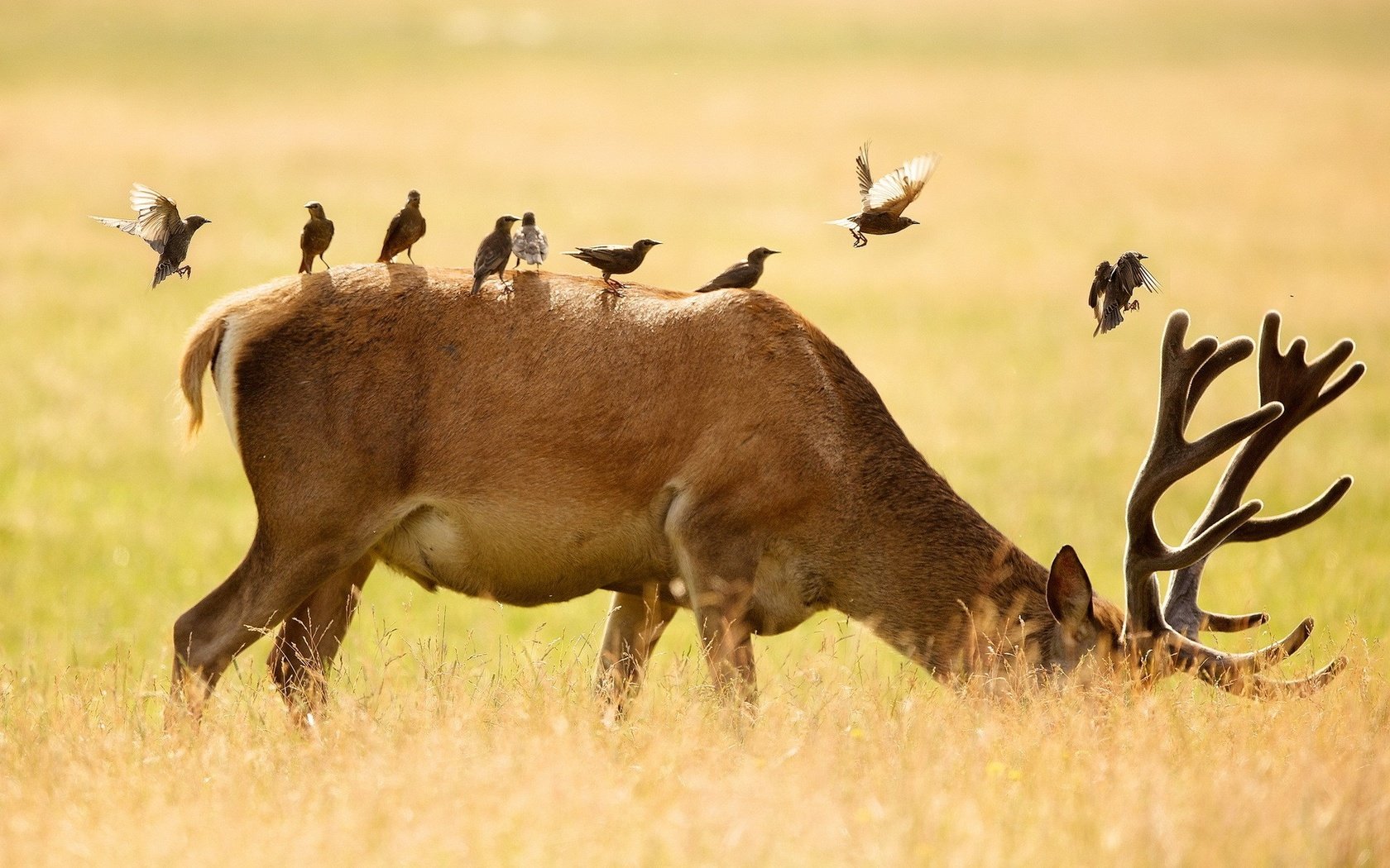 Обои олень, животные, поле, птицы, рога, deer, animals, field, birds, horns разрешение 1920x1200 Загрузить