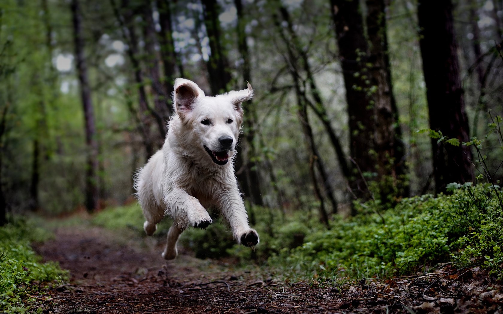 Обои лес, собака, бег, clé manuel, белая швейцарская овчарка, timmi, forest, dog, running, manuel clé, the white swiss shepherd dog разрешение 1920x1200 Загрузить