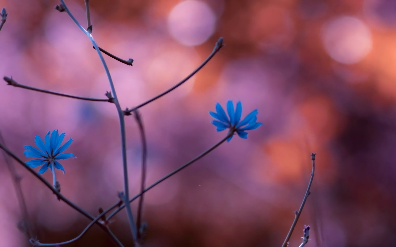 Обои цветы, природа, растения, ветви, размытость, ch, синие цветы, flowers, nature, plants, branch, blur, blue flowers разрешение 2560x1440 Загрузить