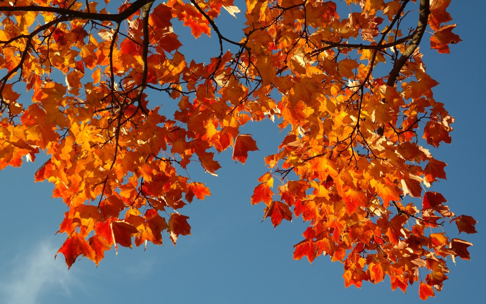 Обои небо, ветка, листья, осень, the sky, branch, leaves, autumn разрешение 5472x3648 Загрузить