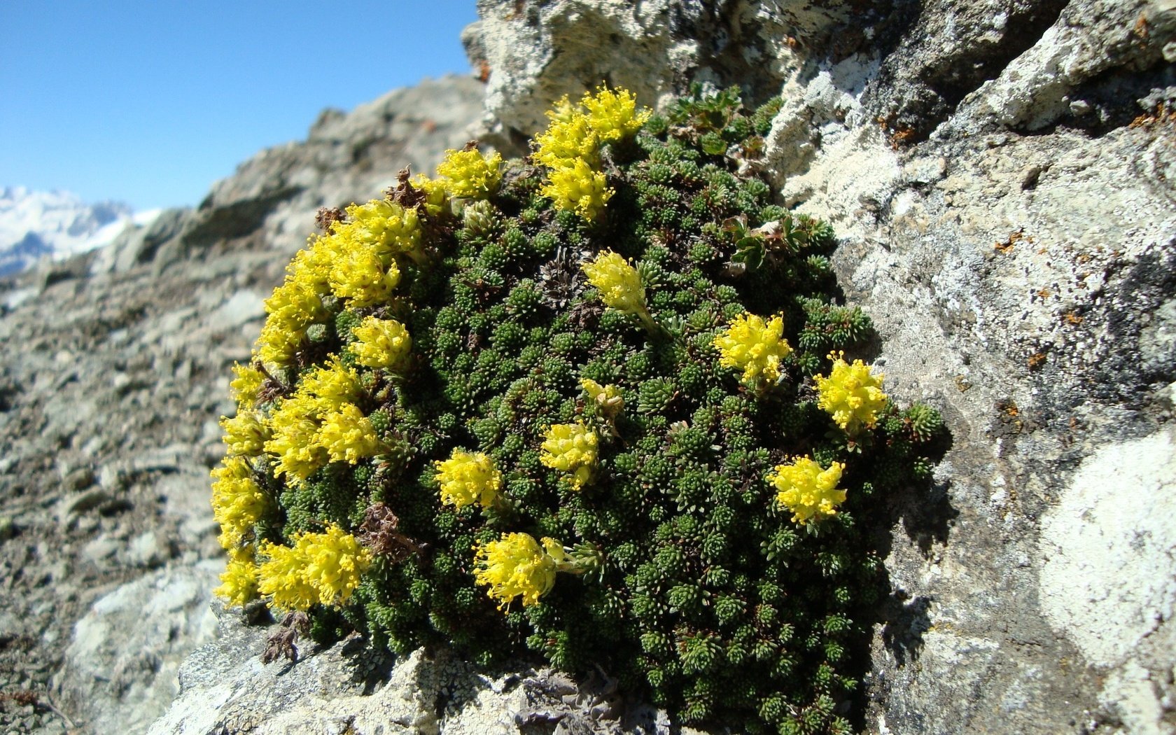 Обои цветы, горы, природа, цветение, камни, растение, желтые, flowers, mountains, nature, flowering, stones, plant, yellow разрешение 2048x1536 Загрузить