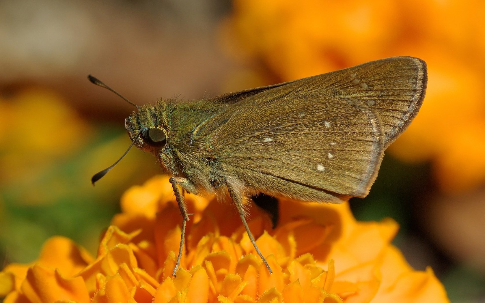 Обои насекомое, цветок, бабочка, крылья, моль, insect, flower, butterfly, wings, mol разрешение 2120x1525 Загрузить